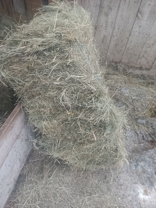 Baloți de fân 2025 de buna calitate nu sunt plouați