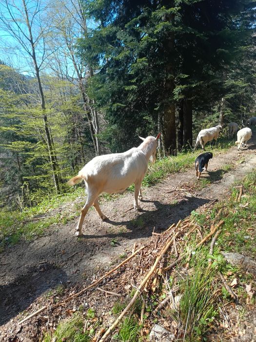 Disponibil țap saanen