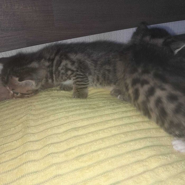 Отдам котят в добрые руки