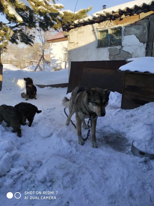 Щенки лайки 2 месяца