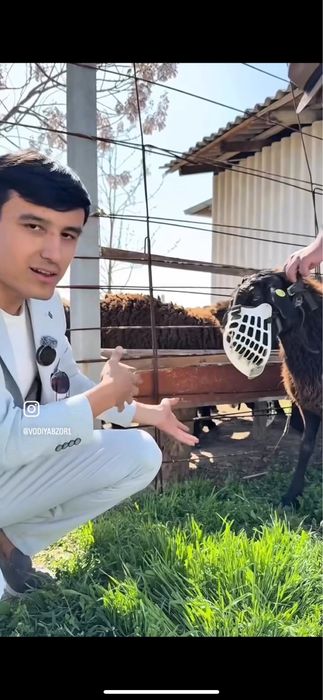 Намордник для баранов