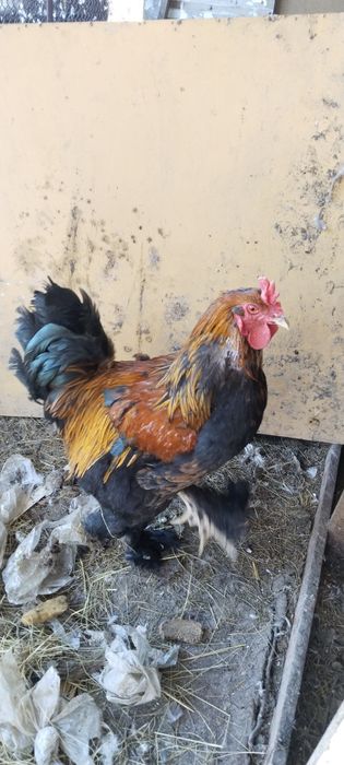 Продам петуха БРАМА