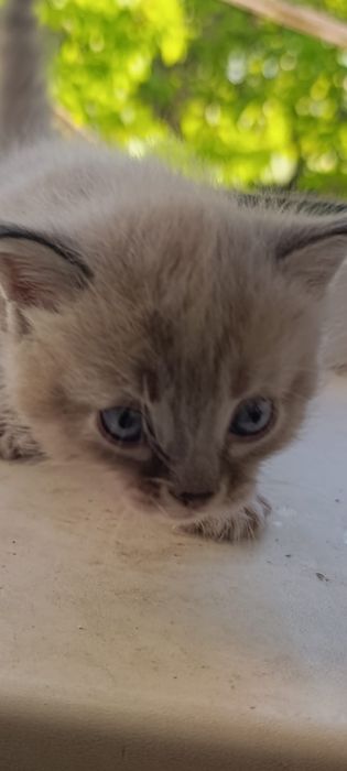 Отдам котят в добрые руки