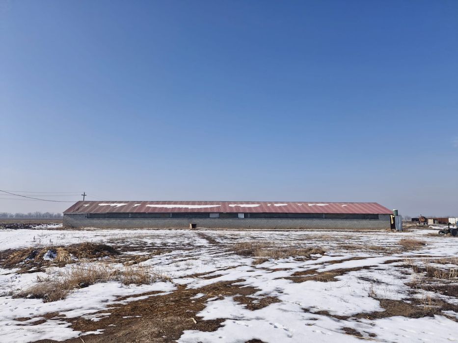 Готовый завод шампиньонов 6000соток