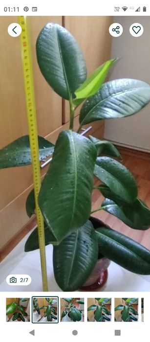 ficus plantă naturală 80 cm.