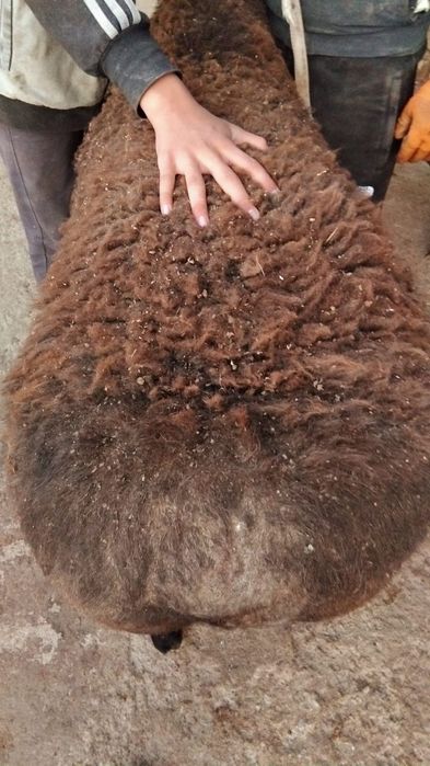 Урыктыкка кошкар сатылады