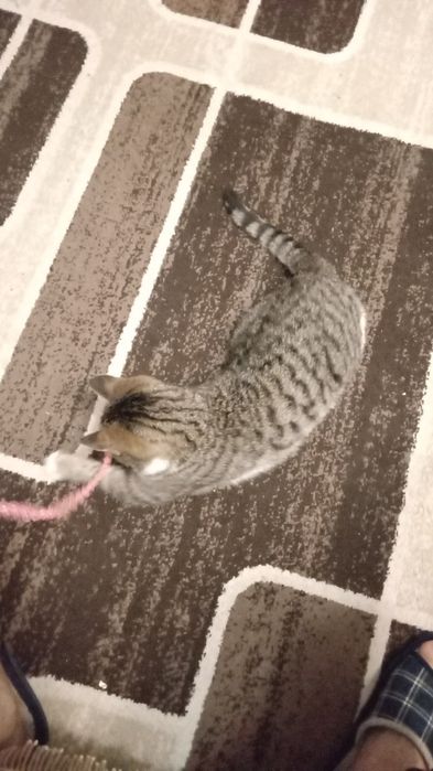 Котик молоденький, приученный, ищет дом