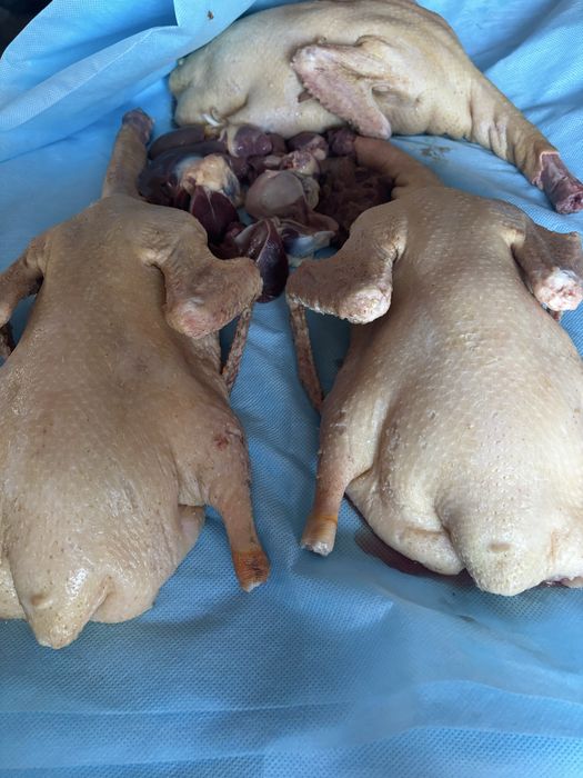 Продам мясо Пекинской утки