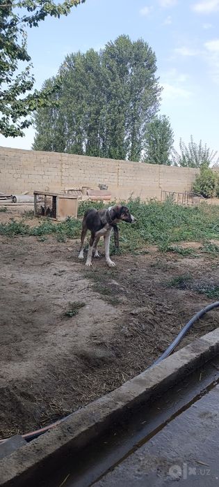 Alabay aralash zotli it