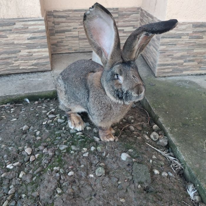 Vînd Femele Hicolle, femelă și mascul uriaș german gri