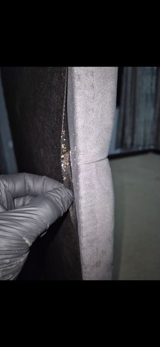 Servicii profesionale deratizare și dezinsecție - ploșnite , gândaci