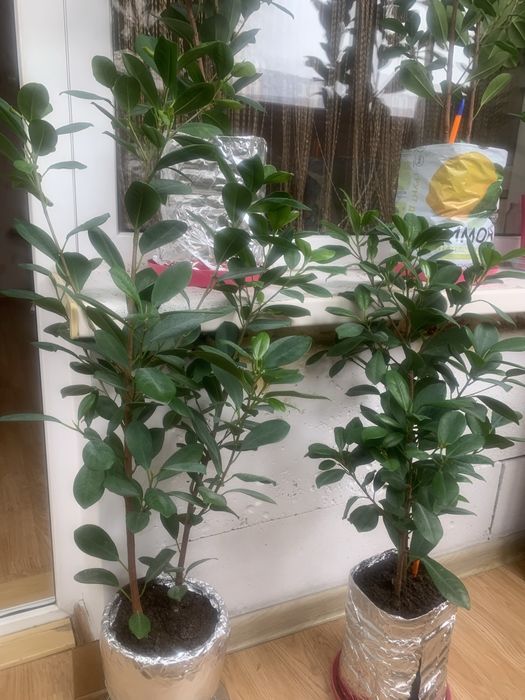 Фикус мокламе вечнозеленый