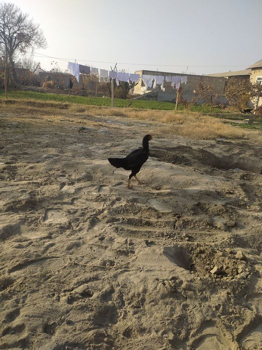 Ассалому алейкум куланги хуроз сотилади зоти карис