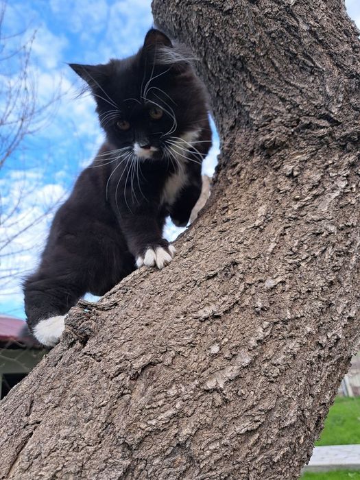 Котенок ищет дом