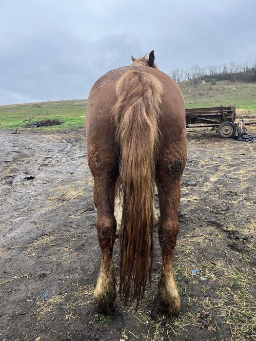 Vand o iaapa de 5 ani