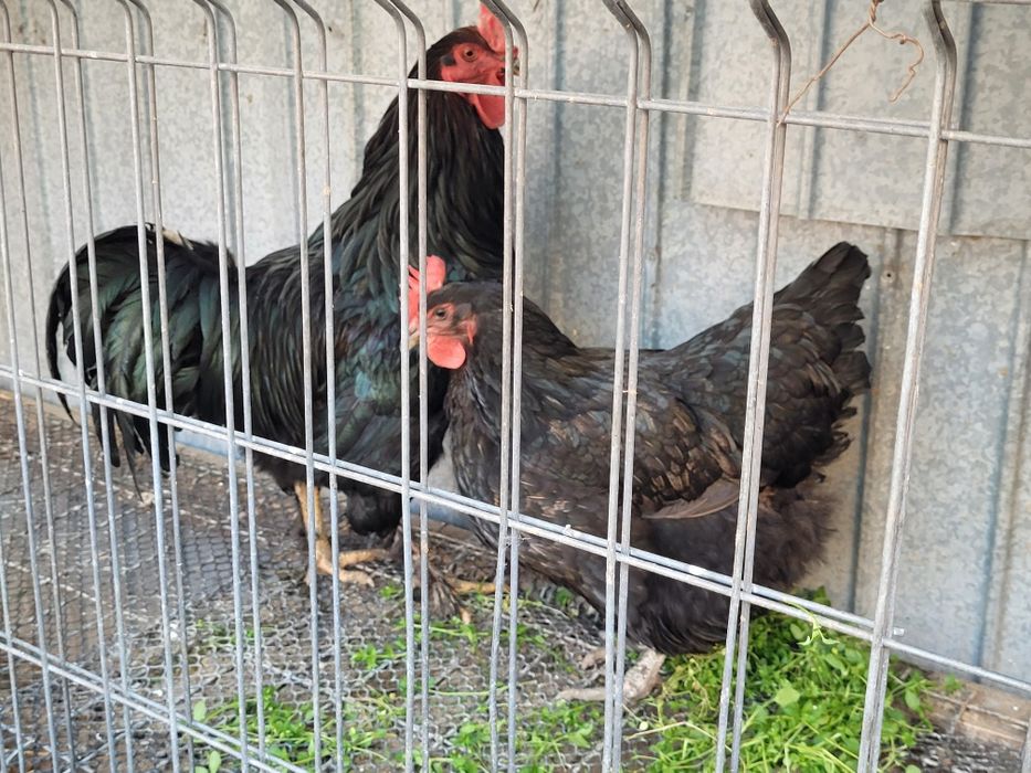 Pereche Pasari australorp