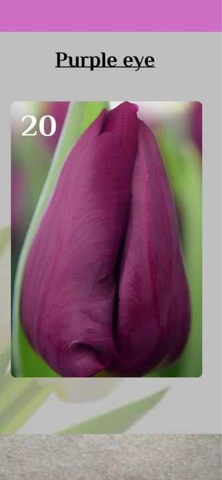 Тюльпаны классические