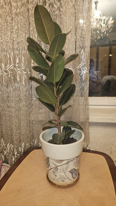 Продам цветок Фикус Робуста