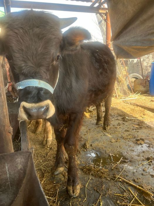 Продаю Бычка здоровый