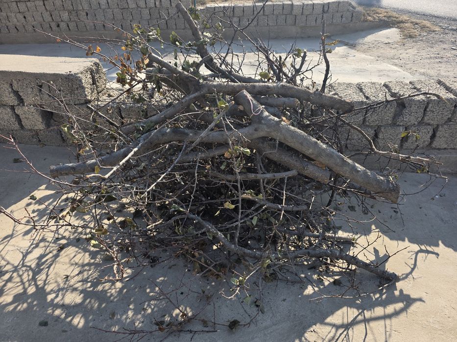 Дрова.O'tin,o'rik daraxtidan.