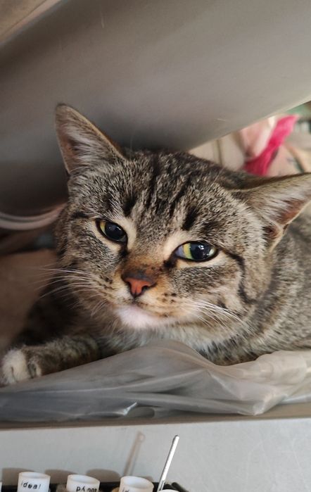 Отдам в хорошие руки улыбающуюся кошечку