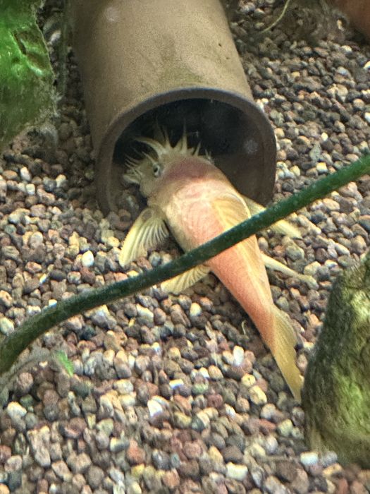 Анциструс номерной l 144