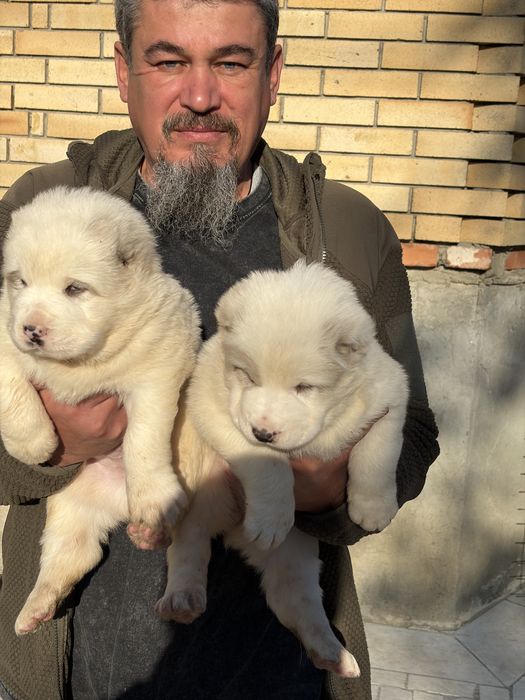 Продам Щенков Алабая