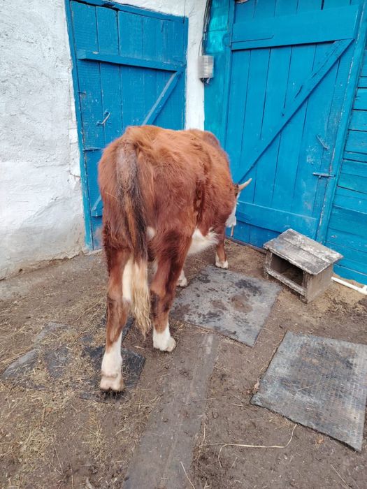 Продам бычков/бұқалар сатылады