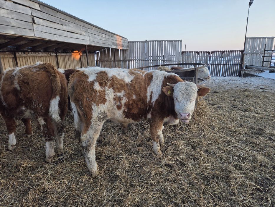 Бык Сементал Чистокровный