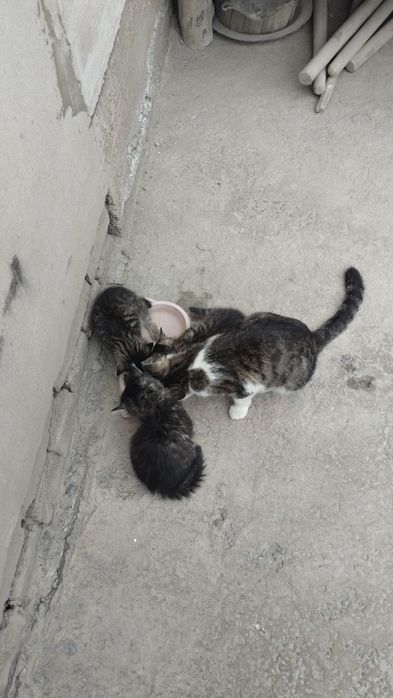 Катята Мушукчалар
