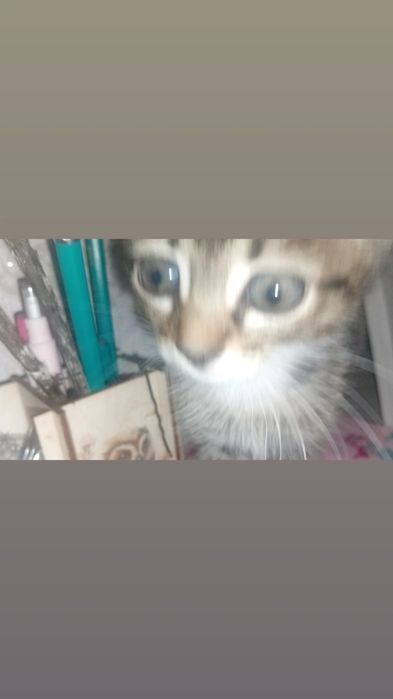 Отдам котенка в добрые руки