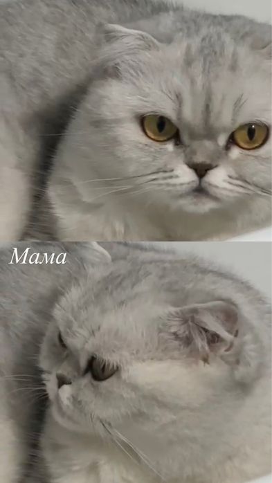 Котенок-девочка 3 месяца