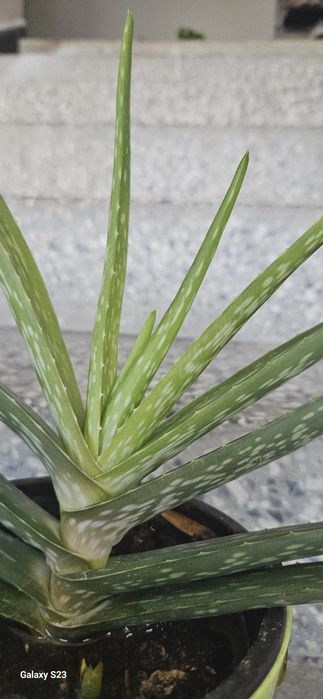 Лечебно алое Барбаденсис 4 годишно