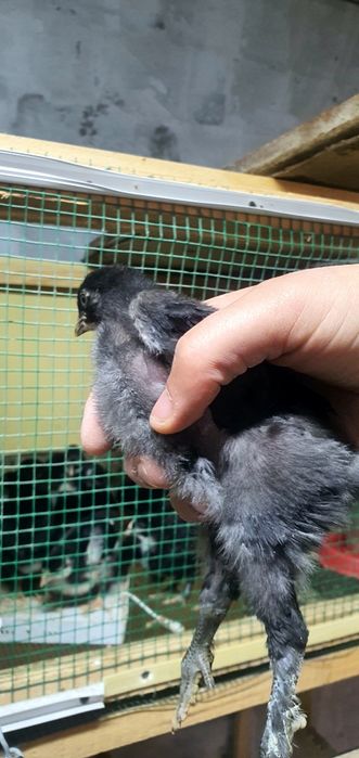 Andijon qora tovuq jòjalari