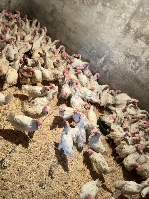 Продам курей поросят