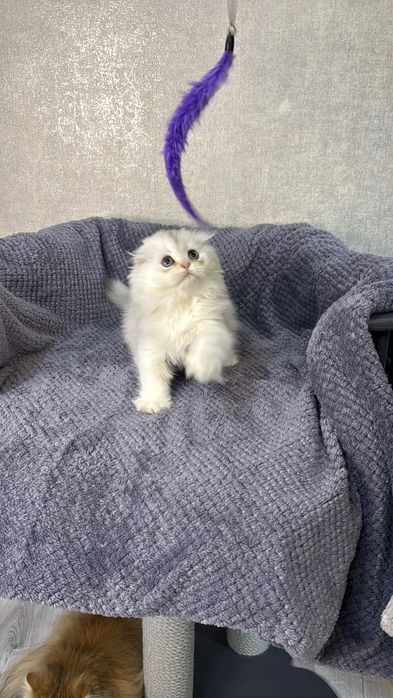 Pisoi Scottish Straight chinchilla