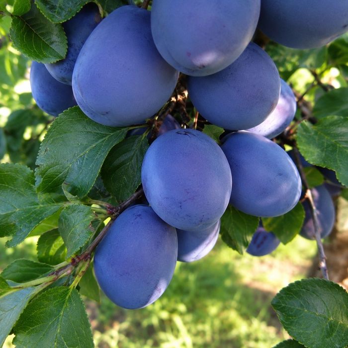 Vand prune de tuica