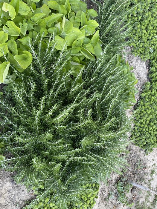 Продается красивая газоная трава