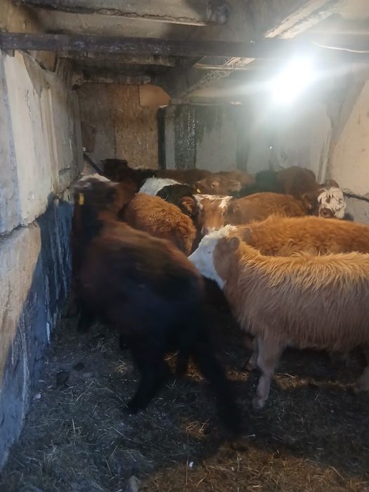 Продается бычки .