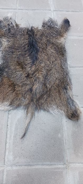 Кожа от диво прасе