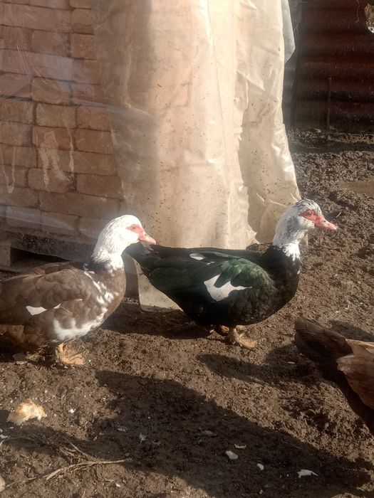 Продам Селезнеи и Индоуток  продам