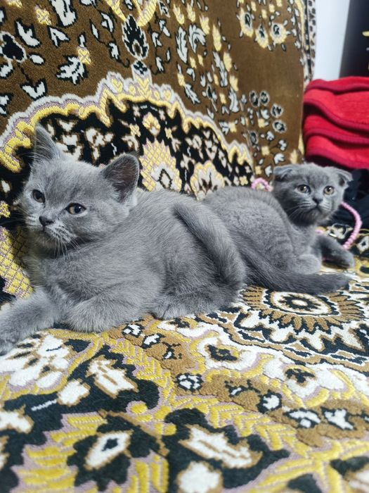 Продаются котята