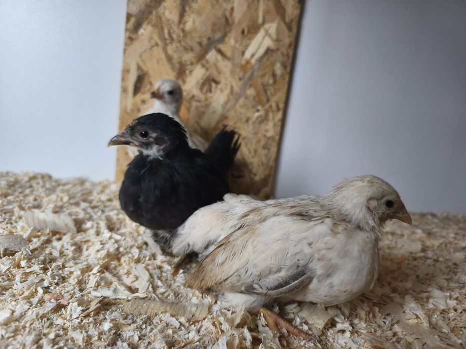 Шабо пиленца на 45 дни