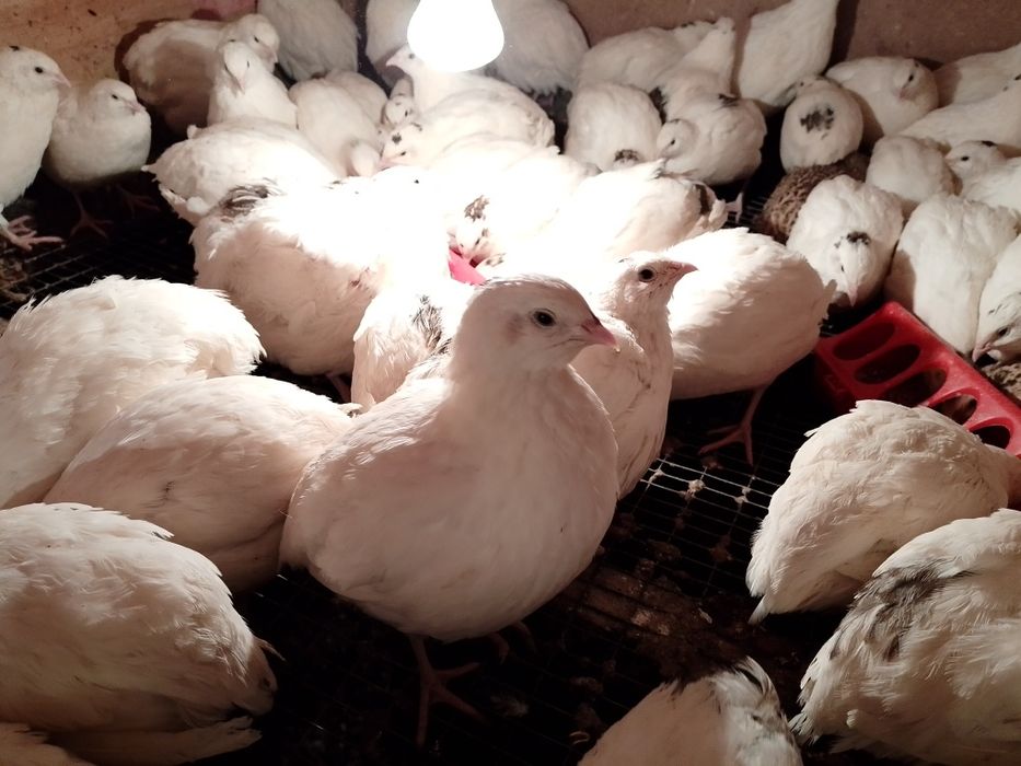 Перепелка бөдене