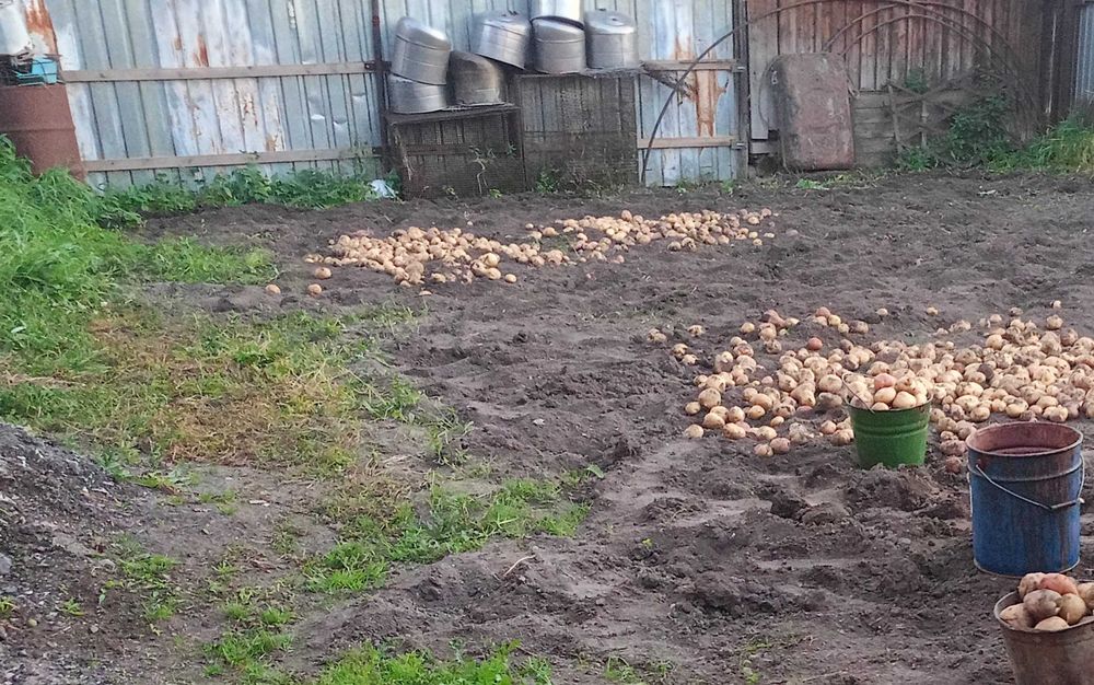 Продам картошку в Риддер
