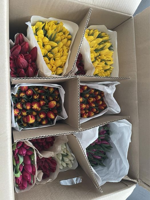 Тюльпаны Астана предзаказ