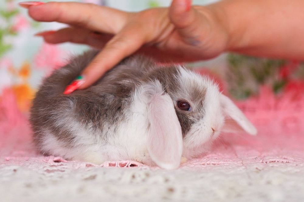 Кролики карликовые из Питомника