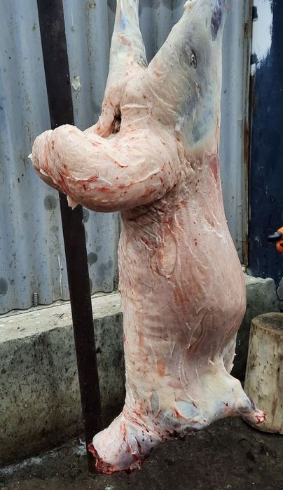 Қой кой тоқты токты