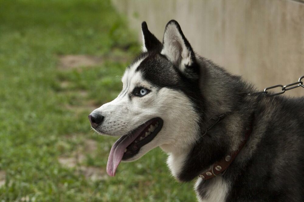 Хаски разные глаза дефект или нет. Хаски 11 месяцев. Хаски здоровается. Хаски помски. Месячные хаски.
