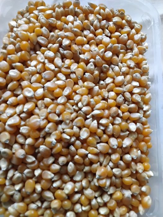 Porumb pentru floricele(popcorn) din producție proprie, fără chimicale
